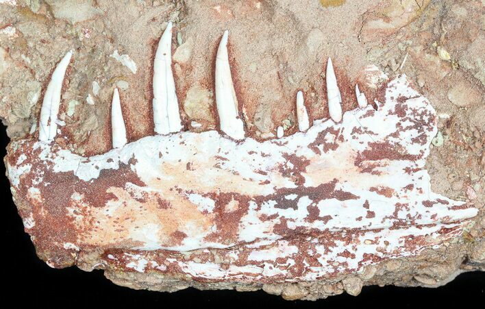 Fearsome, Fossil Fish Jaw - Kem Kem Beds, Morocco #45870